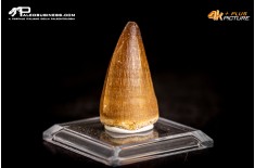 Dente fossile di Mosasaurus sp.
