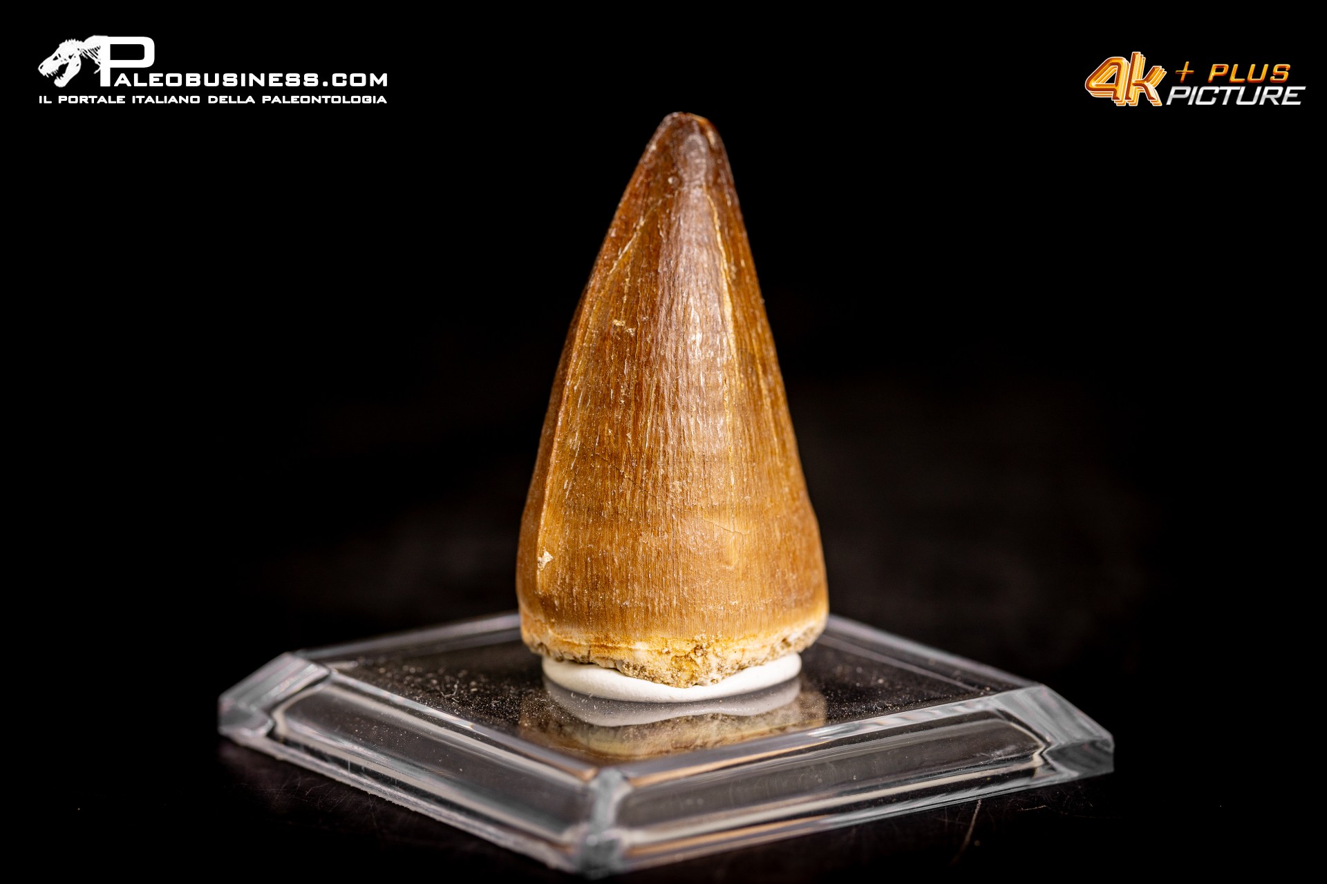 Dente fossile di Mosasaurus sp. Dente fossile di Mosasaurus sp.