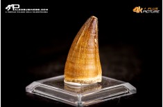 Dente fossile di Mosasaurus sp.