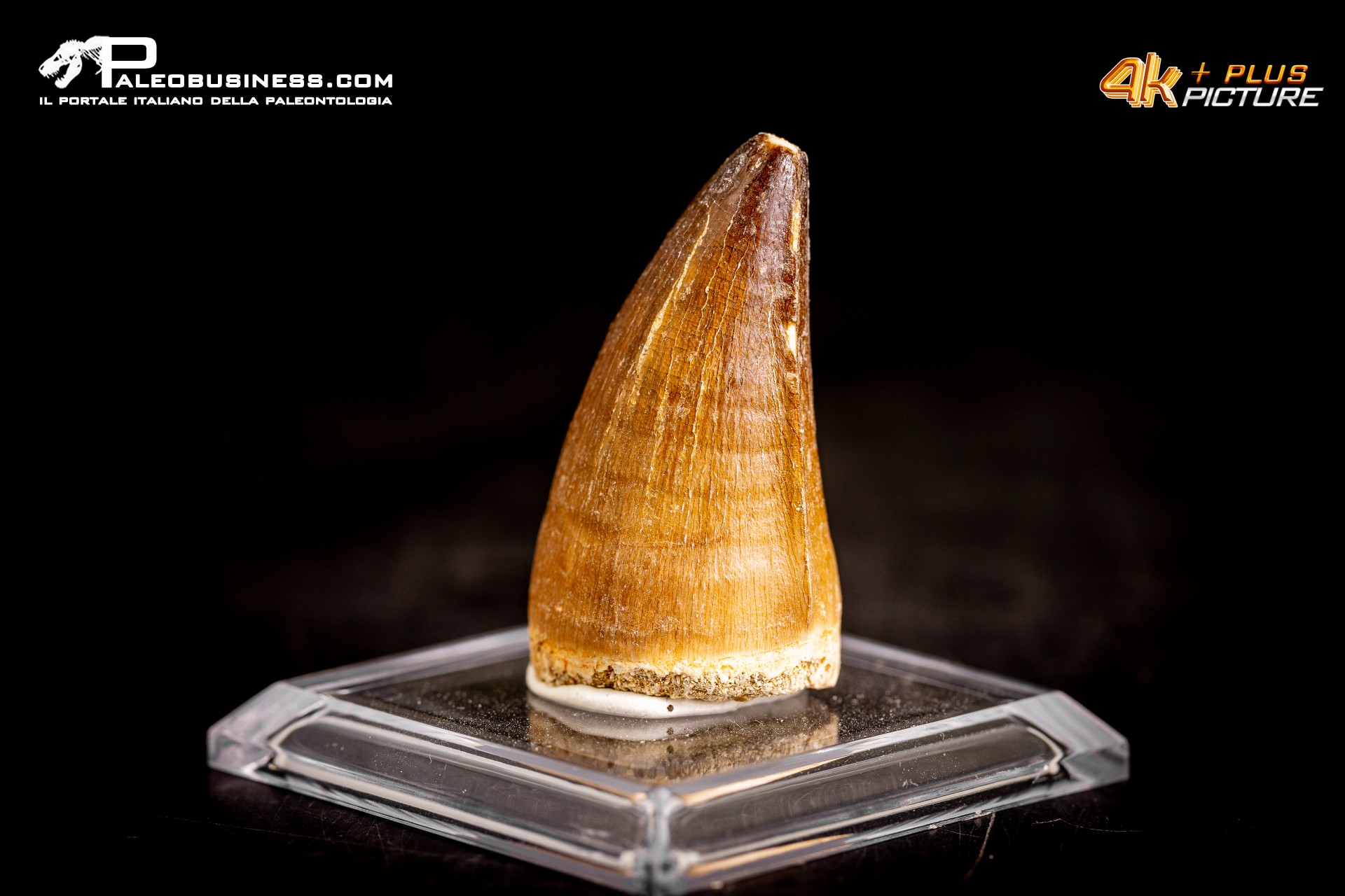 Dente fossile di Mosasaurus sp. Dente fossile di Mosasaurus sp.