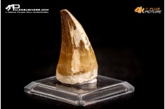 Dente fossile di Mosasaurus sp.
