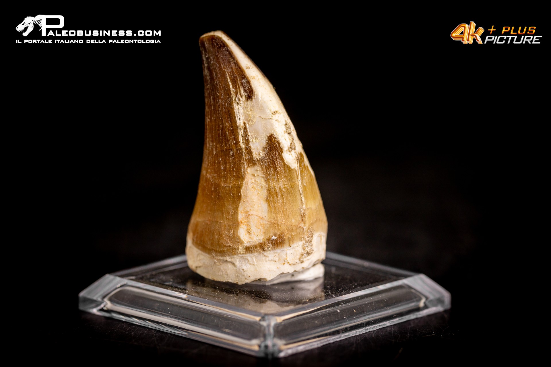 Dente fossile di Mosasaurus sp. Dente fossile di Mosasaurus sp.