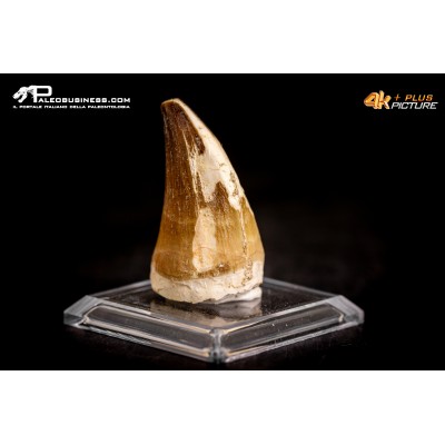 Dente fossile di Mosasaurus sp.