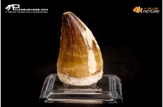 Dente fossile di Mosasaurus sp.