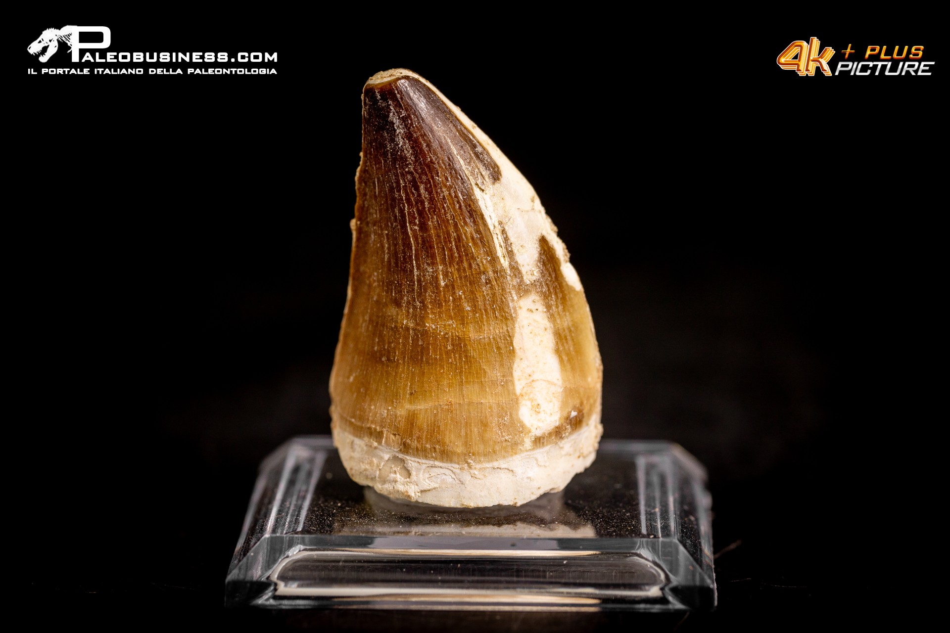 Dente fossile di Mosasaurus sp. Dente fossile di Mosasaurus sp.