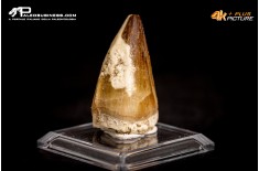 Dente fossile di Mosasaurus sp.
