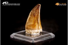 Dente fossile di Mosasaurus sp.