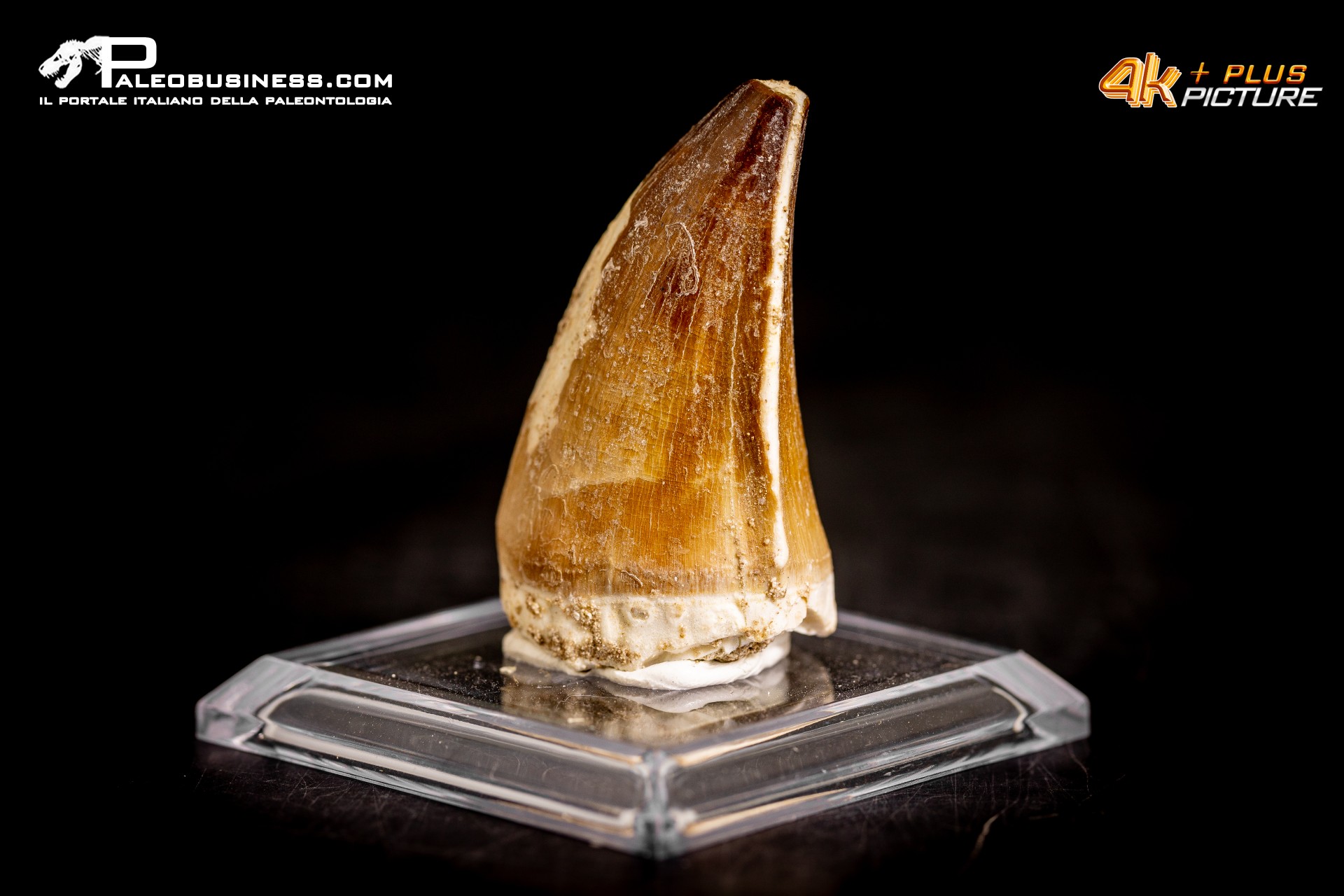 Dente fossile di Mosasaurus sp. Dente fossile di Mosasaurus sp.