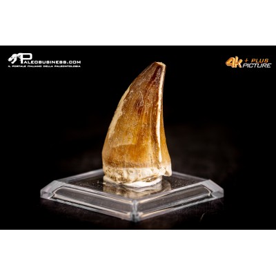 Dente fossile di Mosasaurus sp.