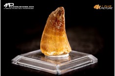Dente fossile di Mosasaurus sp.