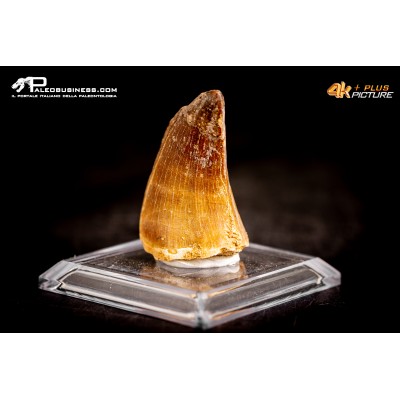 Dente fossile di Mosasaurus sp.