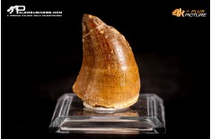 Dente fossile di Mosasaurus sp.
