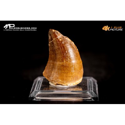 Dente fossile di Mosasaurus sp.