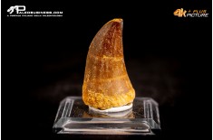 Dente fossile di Mosasaurus sp.