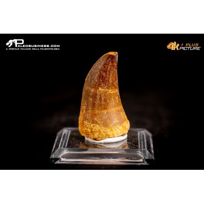 Dente fossile di Mosasaurus sp.