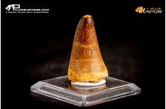 Dente fossile di Mosasaurus sp.