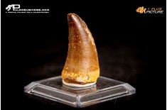 Dente fossile di Mosasaurus sp.