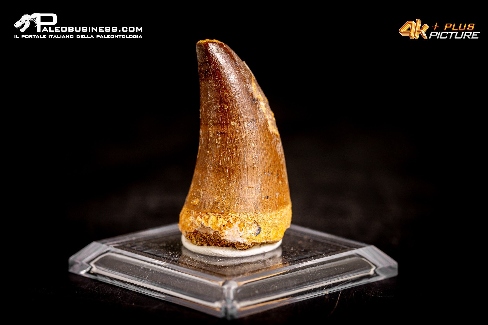 Dente fossile di Mosasaurus sp.