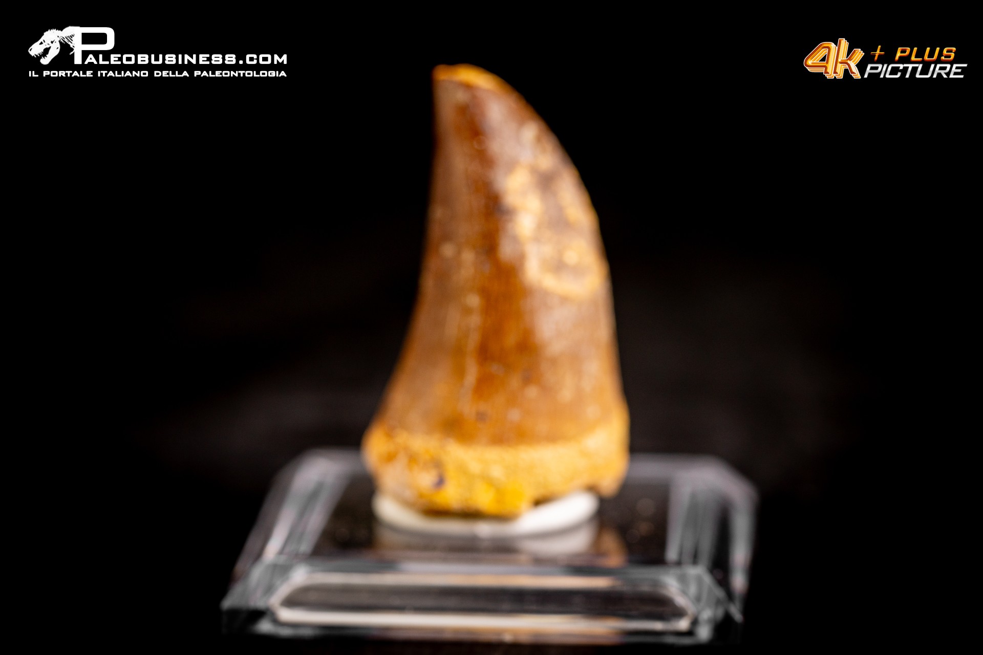 Dente fossile di Mosasaurus sp.