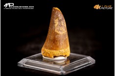 Dente fossile di Mosasaurus sp.