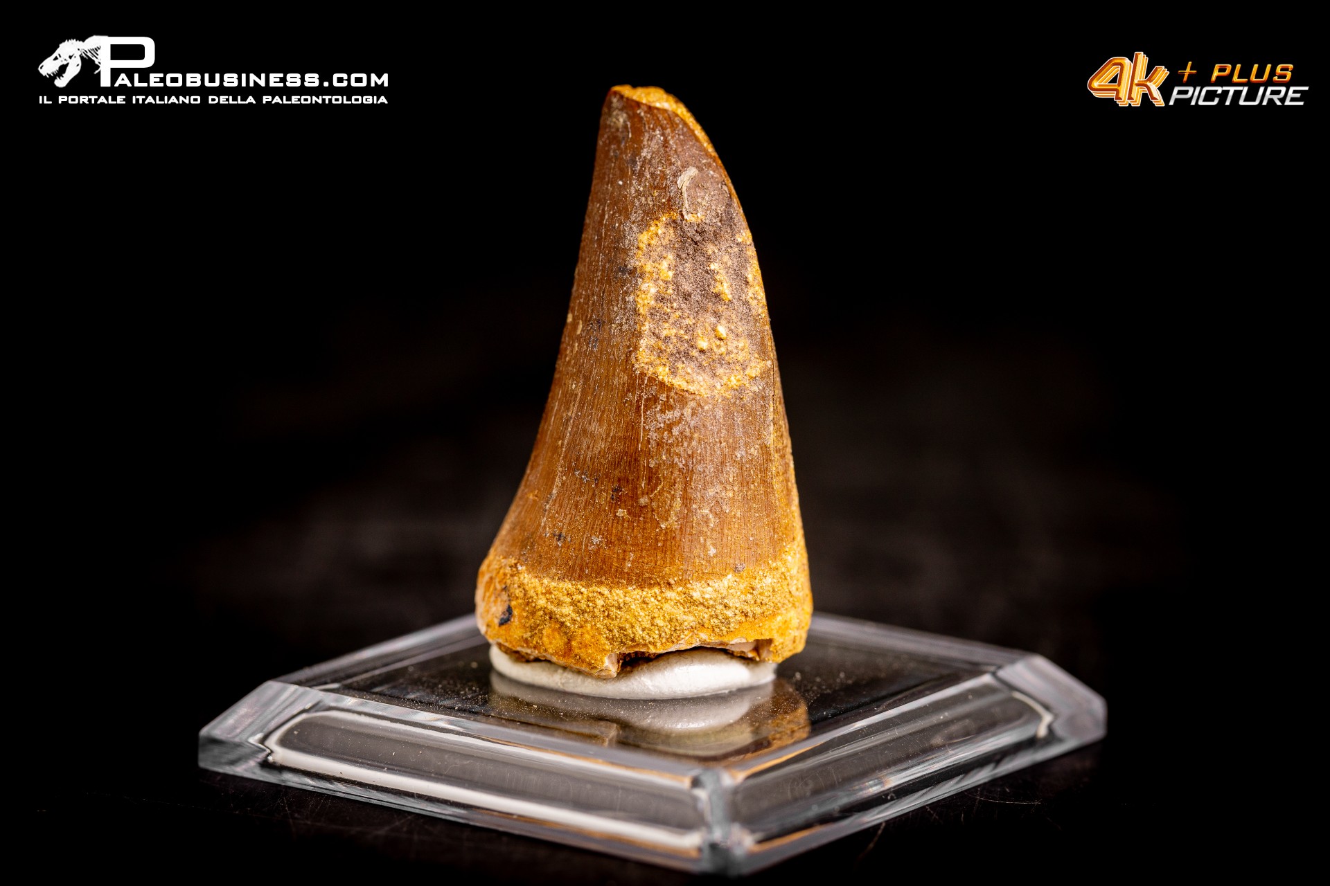 Dente fossile di Mosasaurus sp.