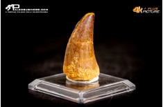 Dente fossile di Mosasaurus sp.