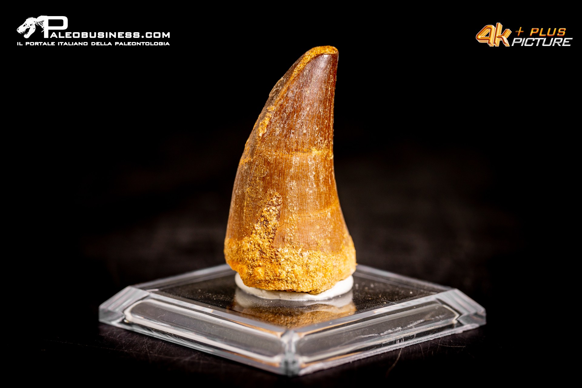 Dente fossile di Mosasaurus sp.