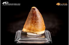 Dente fossile di Mosasaurus sp.