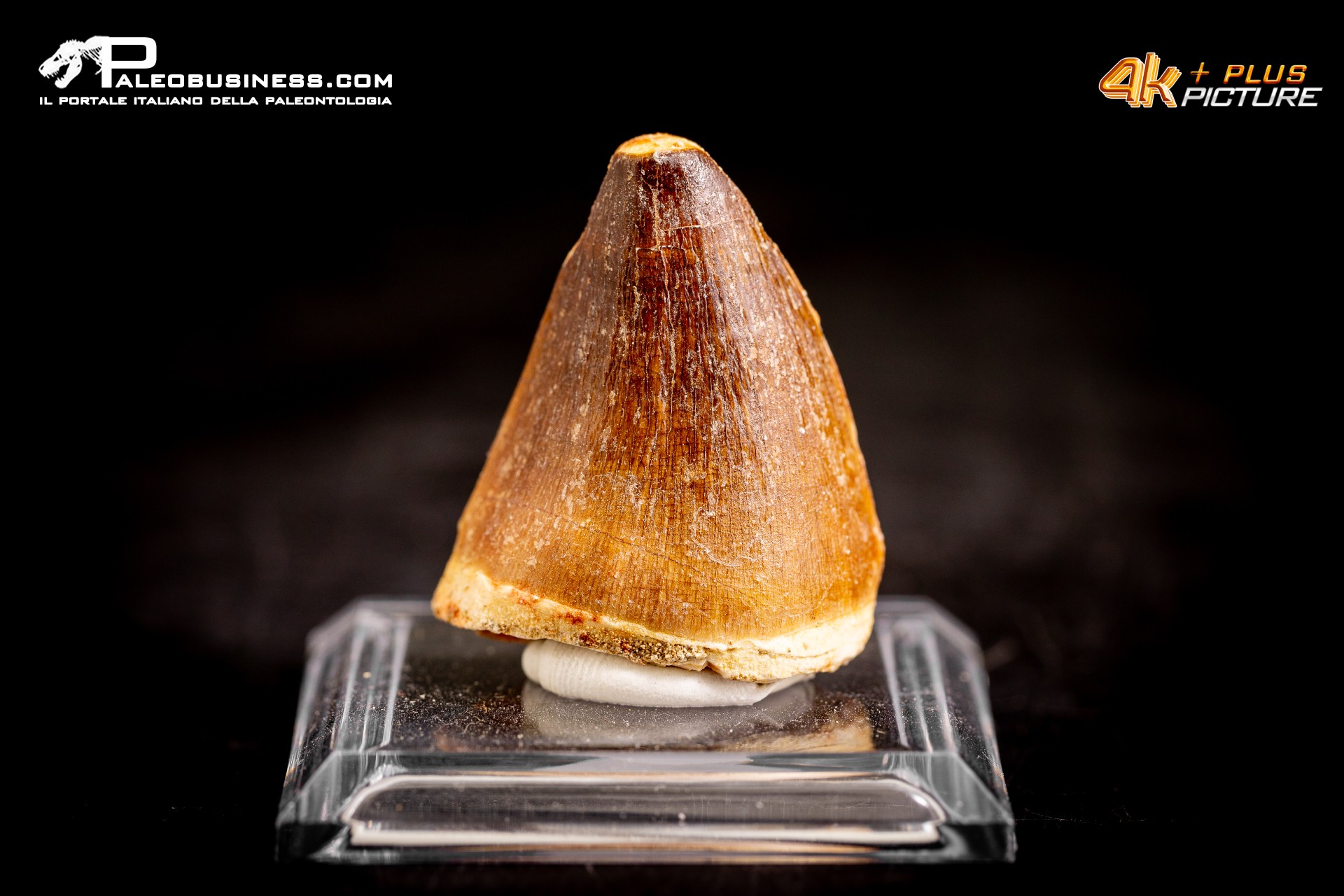 Dente fossile di Mosasaurus sp. Dente fossile di Mosasaurus sp.