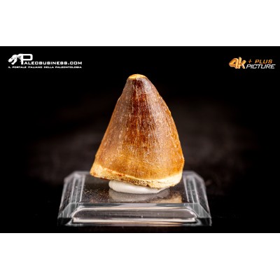 Dente fossile di Mosasaurus sp.