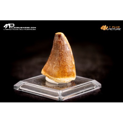 Dente fossile di Mosasaurus sp.