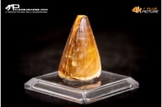 Dente fossile di Mosasaurus sp.