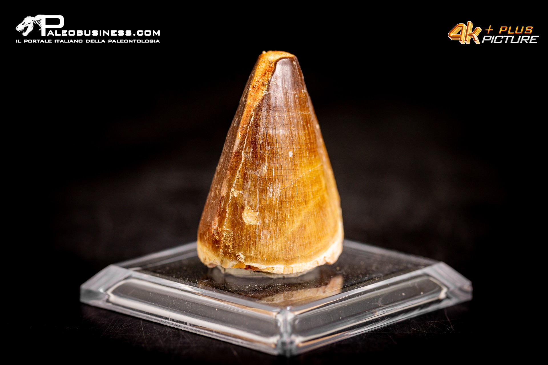 Dente fossile di Mosasaurus sp. Dente fossile di Mosasaurus sp.
