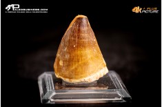 Dente fossile di Mosasaurus sp.