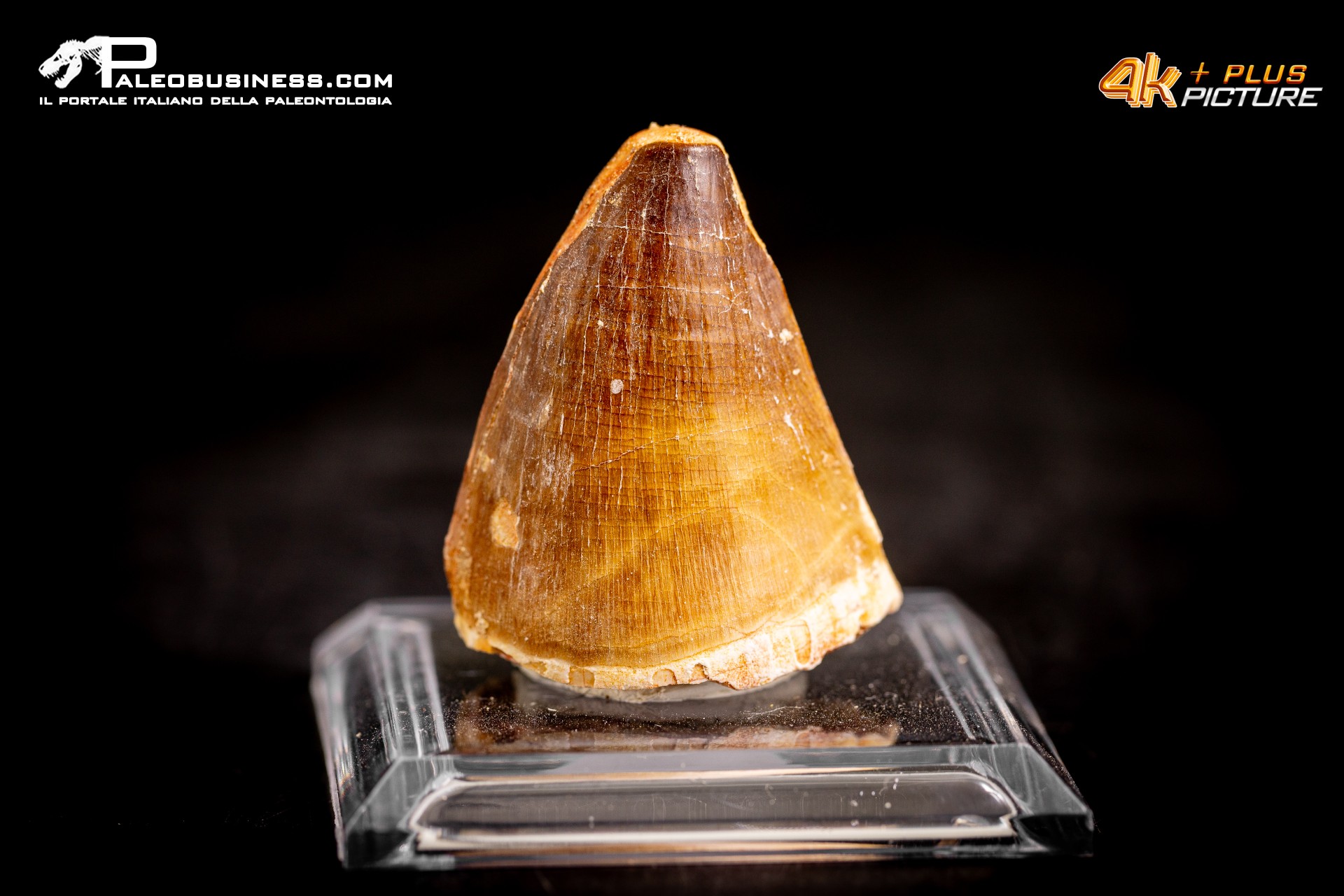 Dente fossile di Mosasaurus sp. Dente fossile di Mosasaurus sp.
