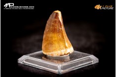 Dente fossile di Mosasaurus sp.