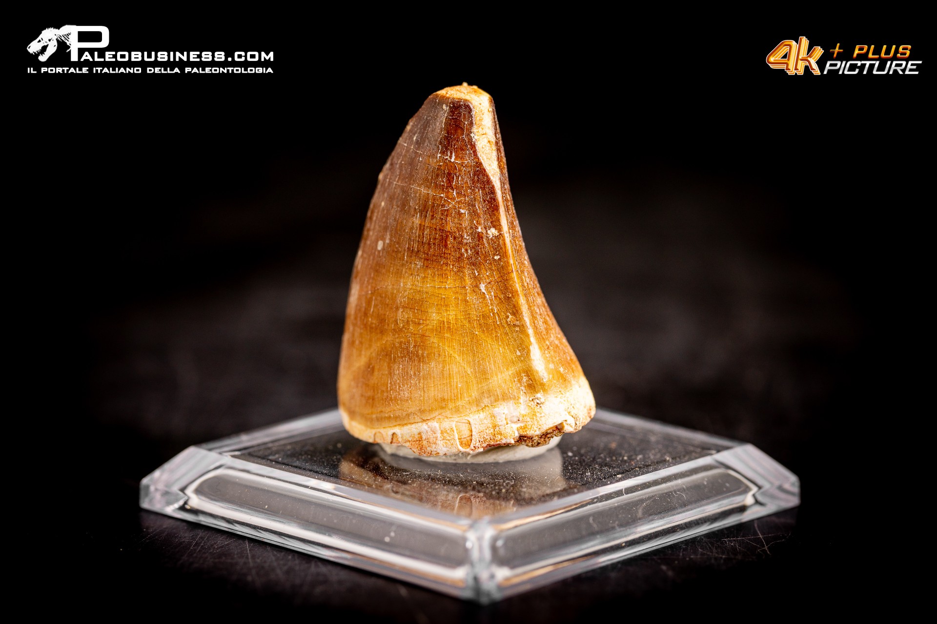Dente fossile di Mosasaurus sp. Dente fossile di Mosasaurus sp.