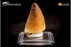 Dente fossile di Mosasaurus sp.