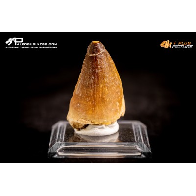 Dente fossile di Mosasaurus sp.