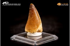 Dente fossile di Mosasaurus sp.