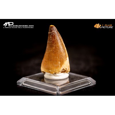 Dente fossile di Mosasaurus sp.