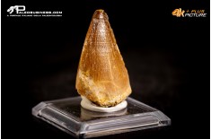 Dente fossile di Mosasaurus sp.