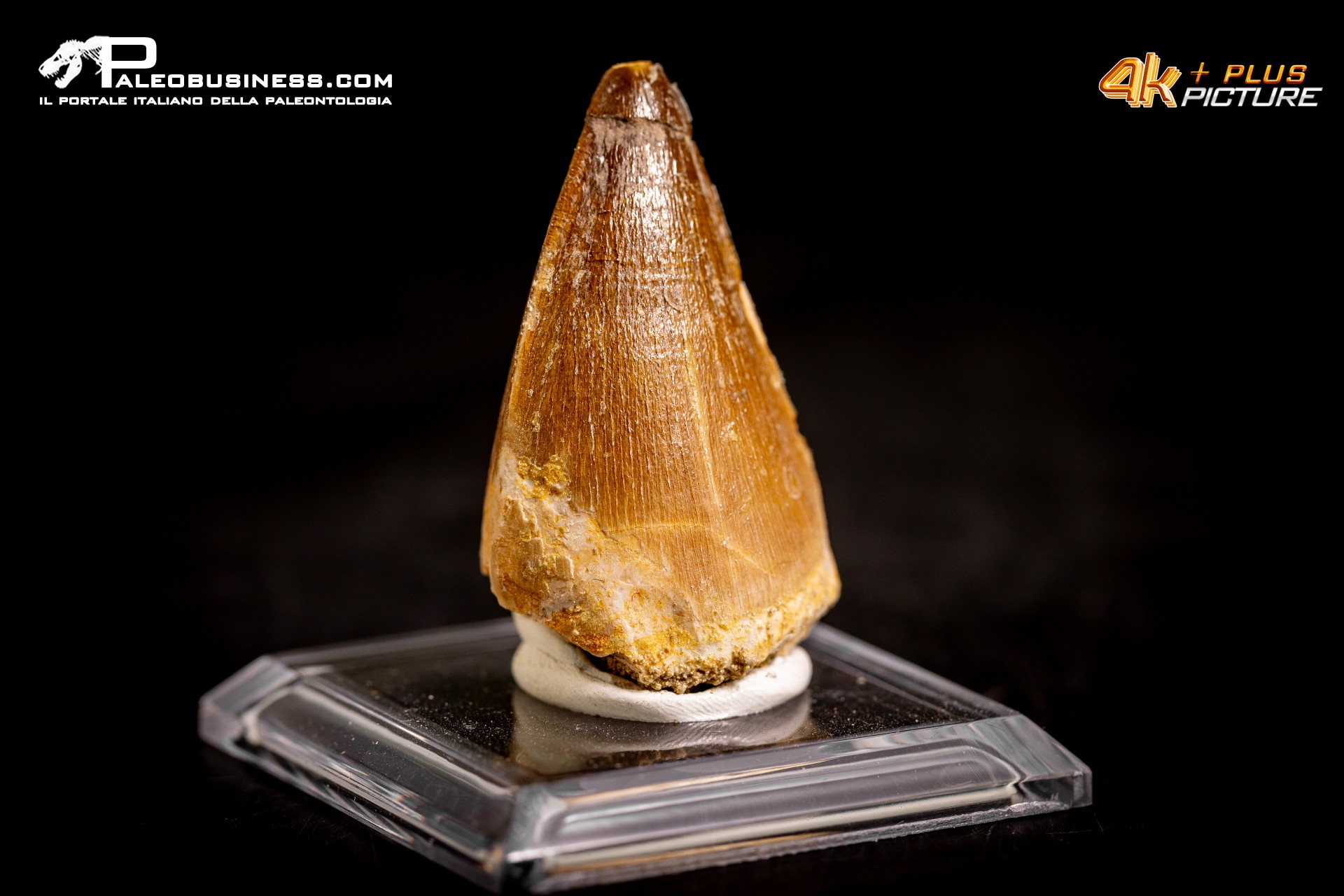 Dente fossile di Mosasaurus sp. Dente fossile di Mosasaurus sp.
