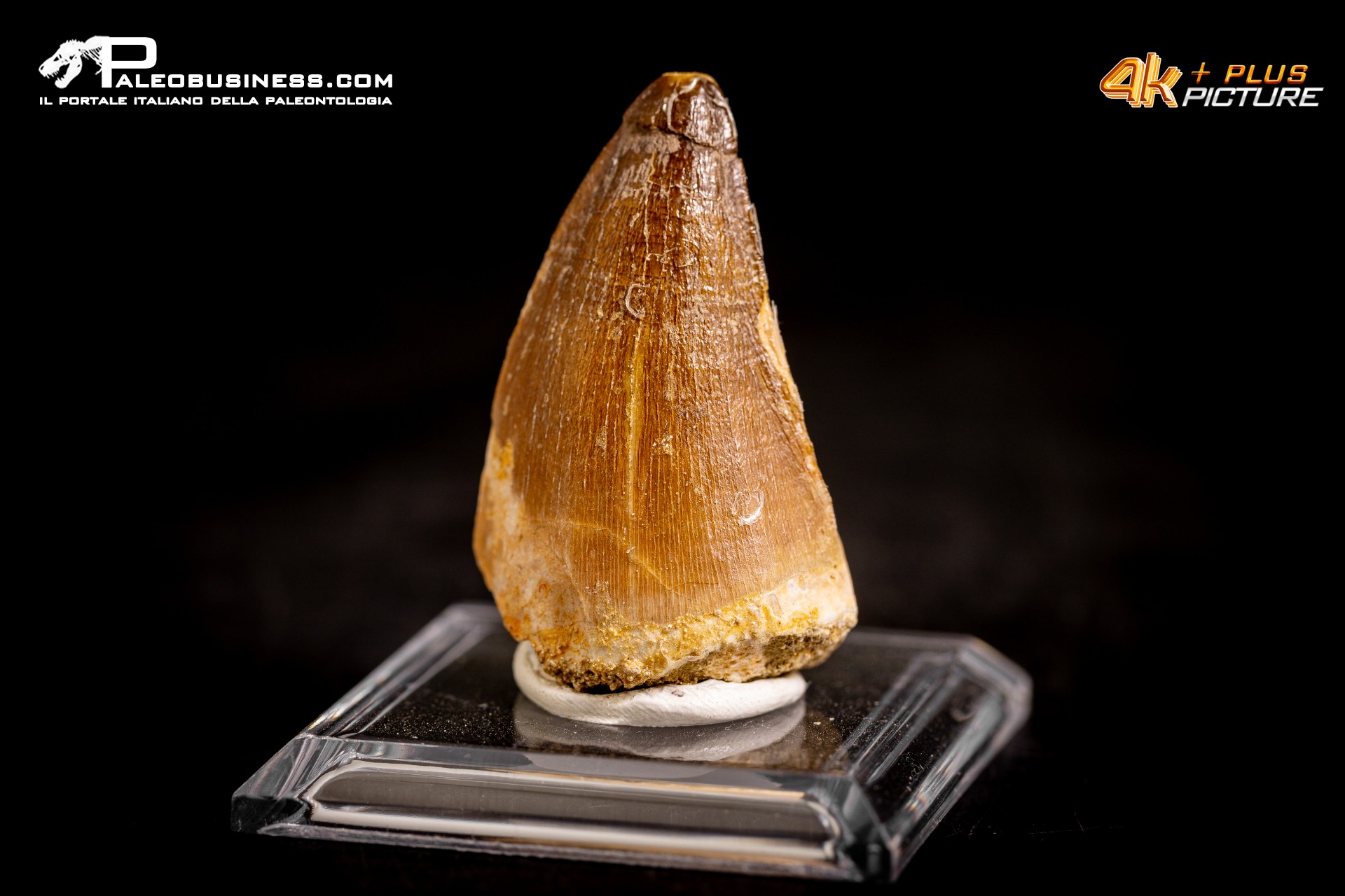 Dente fossile di Mosasaurus sp. Dente fossile di Mosasaurus sp.