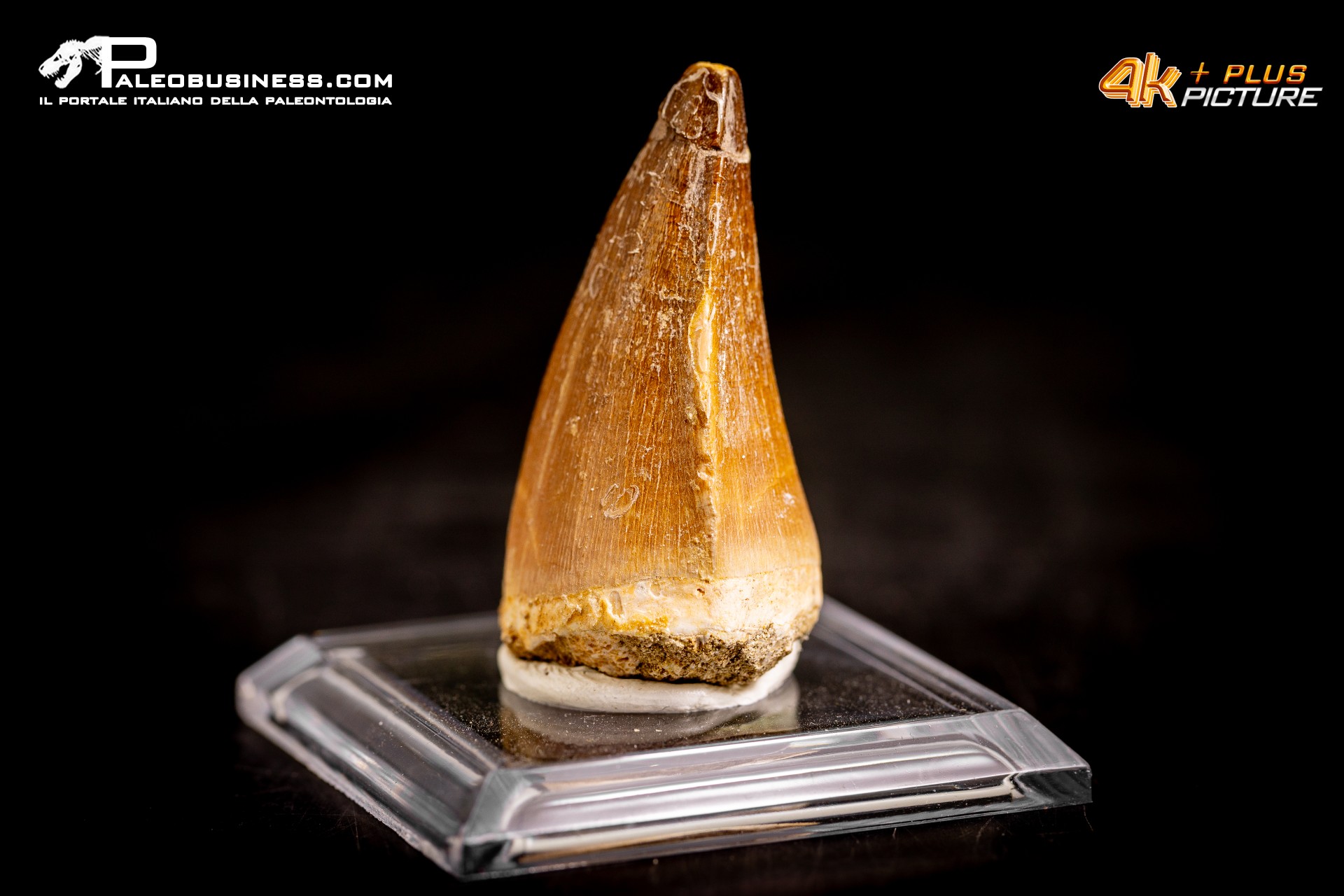 Dente fossile di Mosasaurus sp. Dente fossile di Mosasaurus sp.