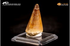 Dente fossile di Mosasaurus sp.