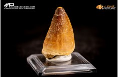 Dente fossile di Mosasaurus sp.