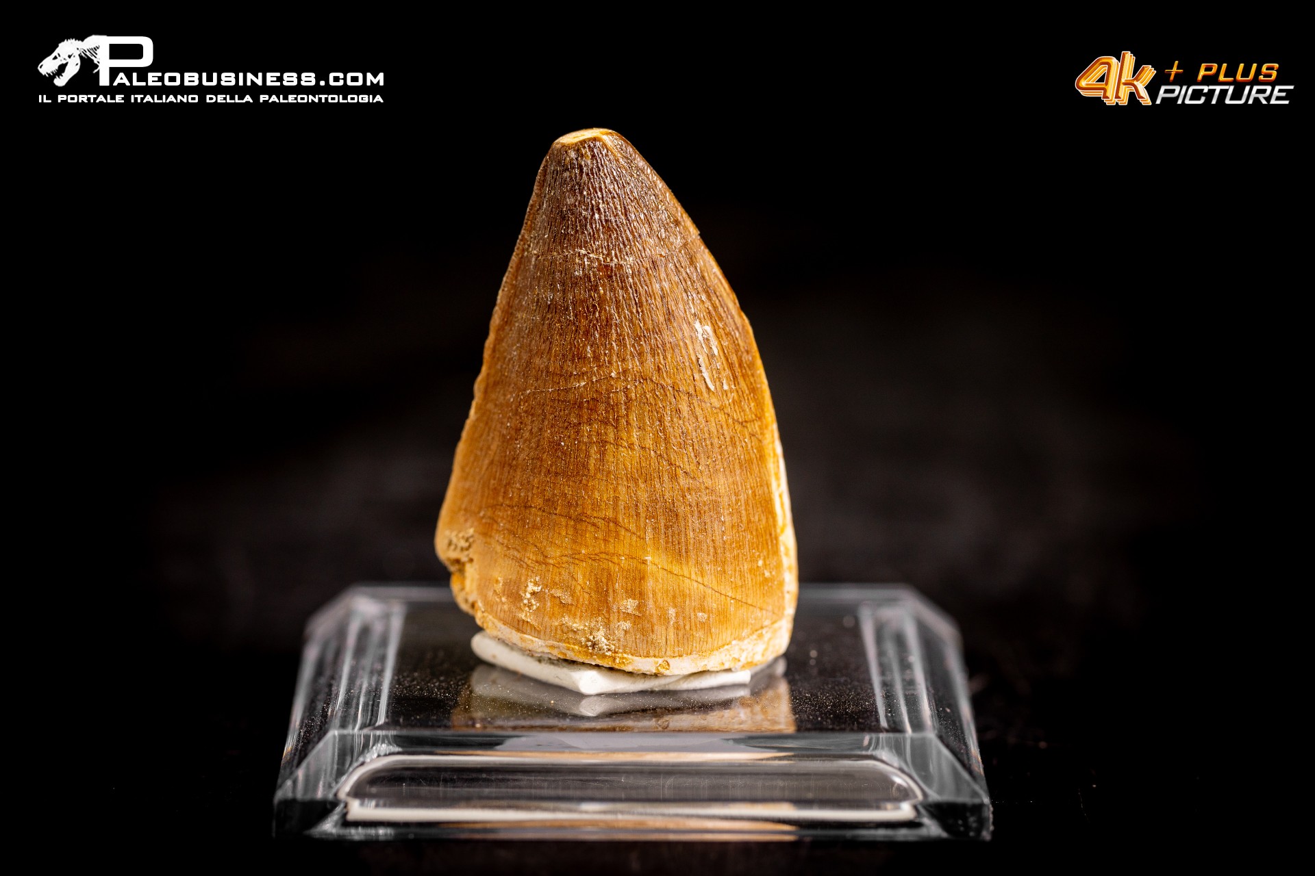 Dente fossile di Mosasaurus sp.
