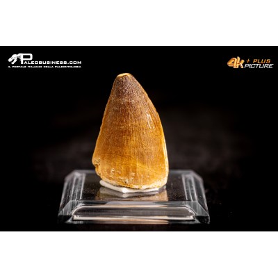 Dente fossile di Mosasaurus sp.
