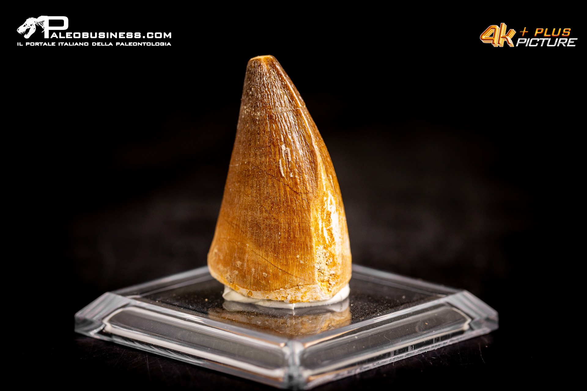 Dente fossile di Mosasaurus sp.